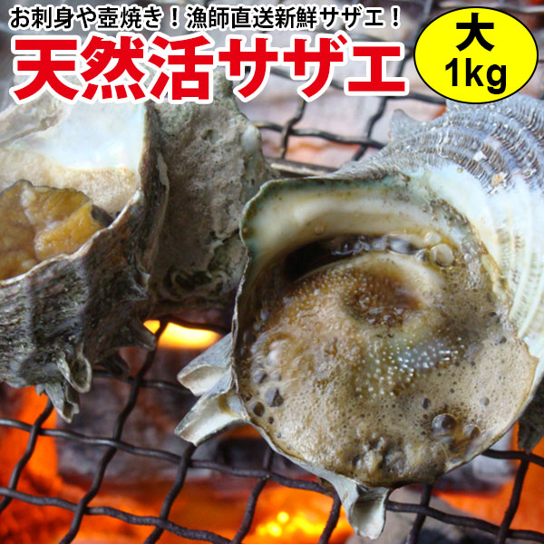 ギフト 送料無料活き活きサザエ つぼ焼きに 1kgバーベキューに お刺身に 大サイズ さざえ