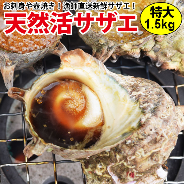 楽天市場】ギフト 送料無料！サザエ 特大サイズ 計1.5kg (1個200g前後)特大サイズだからボリューム満点！プレゼント お祝い 誕生日 刺身  つぼ焼き BBQ バーベキュー : 海と山の旬鮮産直よか魚ドットコム