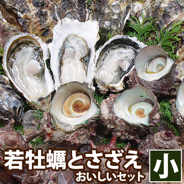 楽天市場 高島の一年若牡蠣 カキ 天然活サザエ おいしいセット 小 九十九島 牡蠣 殻付き 生かき 生食用 貝類 セール 海と山の旬鮮産直よか魚ドットコム