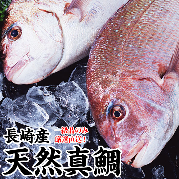活〆長崎産天然真鯛1尾 1.2kg前後 まはた1.5kg前後 <br>(釣りもの一級品・活もの) <br>熨斗 プレゼント お祝い マダイ お食い始め 鮮魚 神事 内祝 内祝い ギフト 贈り物