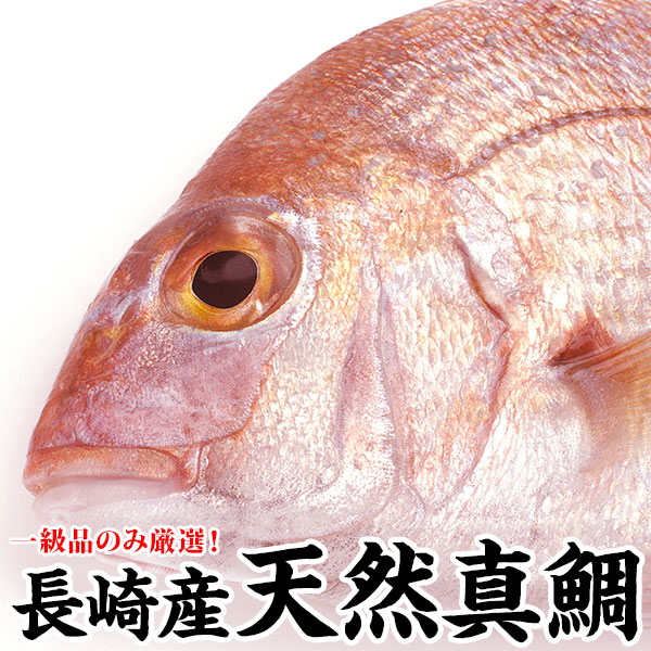 長崎産天然真鯛 1尾  (釣りもの一級品・活もの)<br>2kg前後・2.5kg前後・3kg前後・3.5kg前後・4kg前後<br>熨斗 プレゼント お祝い マダイ お食い始め 鮮魚 神事 内祝 内祝い ギフト 贈り物