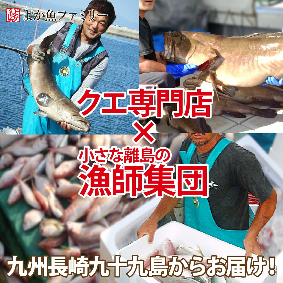 楽天市場 ギフト 天然クエと満腹地魚鍋セット 3人前 2 幻の高級魚クエ300ｇ に 漁師一押し地魚2種計400ｇ をクエだしの素で味わうボリューム満点の海鮮鍋 すり身 長崎ちゃんぽん麺入り レシピ付 長崎 九州 海鮮鍋 くえ 海と山の旬鮮産直よか魚ドットコム