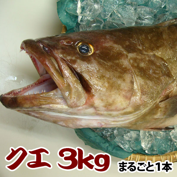 楽天市場 養殖ヒラマサ 平政 計8kg前後 4kg前後2尾 送料無料 さっぱりした脂と新鮮な歯ごたえ 海と山の旬鮮産直よか魚ドットコム