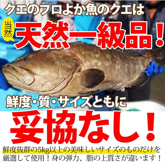 楽天市場 12年連続1位 本物 鍋の王様天然クエ鍋セット ３人前 本物の旨さは5kgサイズ以上でしか味わえない 本場九州の厳選最高級品クエを幻のだしでご堪能 送料無料 くえ鍋 クエだしの素 海と山の旬鮮産直よか魚ドットコム