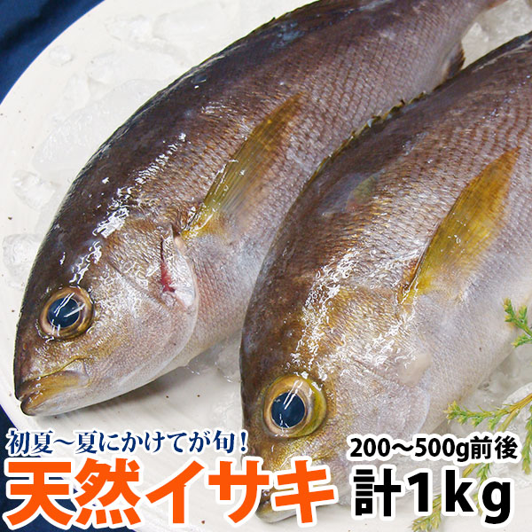 楽天市場 イサキ いさき 計1ｋｇ 1尾あたり200g 500g 鮮度抜群 九州 西海国立公園の大自然の中で育ちました 海と山の旬鮮産直よか魚ドットコム