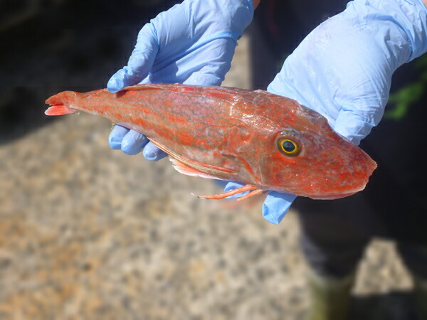 楽天市場 ホウボウ ほうぼう 計1kg 500g前後2尾 淡白な白身魚を刺身 塩焼き 煮つけで召し上がれ 九十九島鮮魚 海と山の旬鮮産直よか魚ドットコム