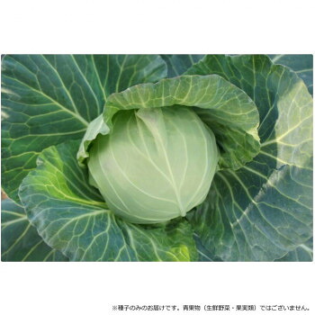 【代引き・同梱不可】 小林種苗 キャベツ種子 プリンスボール　6880　20ml