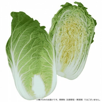 【代引き・同梱不可】 小林種苗 ハクサイ種子 小春日和　6146　20ml