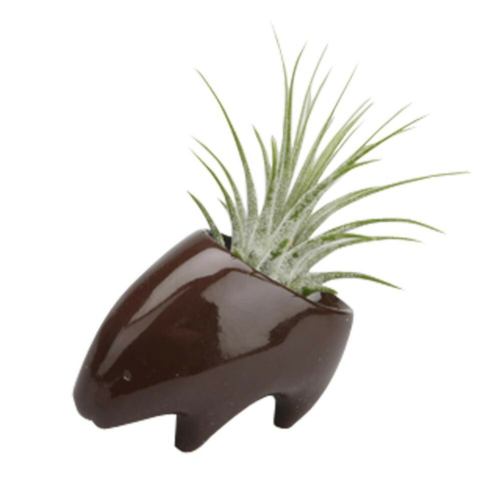 Naft Plant S Animal プランツアニマル ヤマアラシ 黒銅色 茶 ガーデニング 全盛期 植物 Hotjobsafrica Org