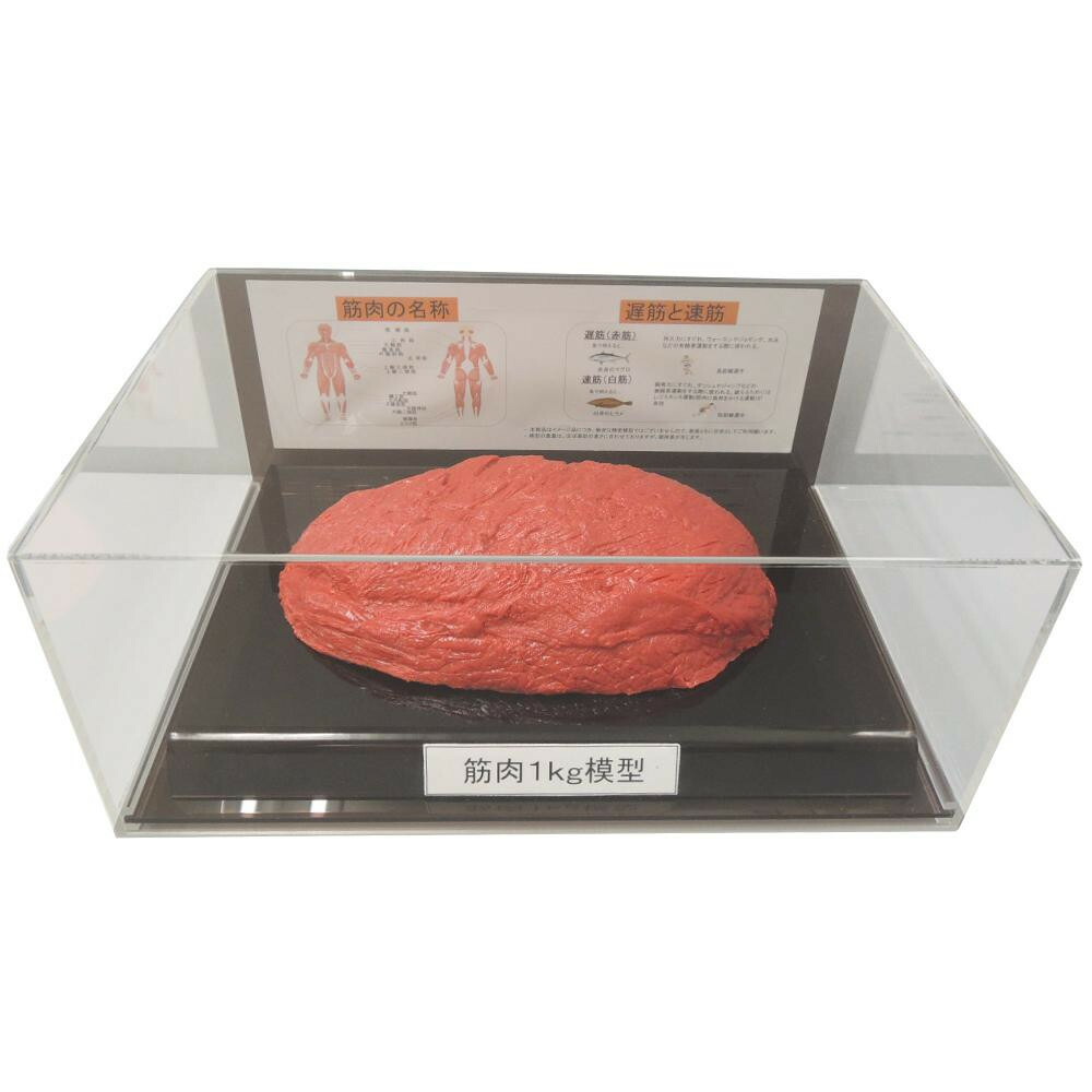 筋肉模型フィギュアケース入 1kg IP-986 2021激安通販