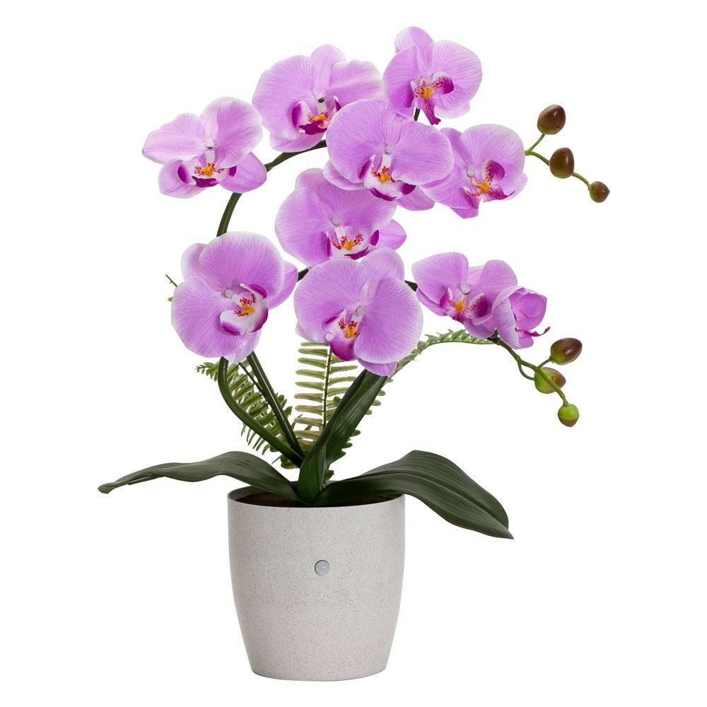 楽天市場 代引き 同梱不可 Formosa フォルモサ 人感センサー付き Ledライト フラワーアレンジ 胡蝶蘭 鉢型 ラベンダー Ff Po Lv ガーデニング 花 植物 ｄｉｙ あっとらいふ