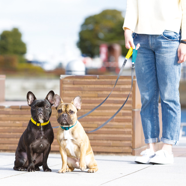 【楽天市場】【カラー リード】ファンストーン・リード M お散歩紐 犬用 小型犬 中型犬 ペット用品：ANZUDOG／あんずドッグ
