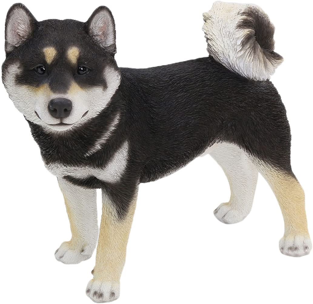 黒柴 柴犬 シバ犬 48cm 24cm 高さ41cm クロシバ シバイヌ Andapt Com