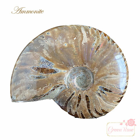 アンモナイト化石　レッドファイヤー　400ｇ 化石 天然石 アンモン貝 AM-17 GreenRoseYumi
