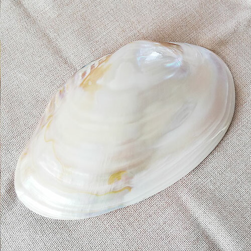 楽天市場】貝殻 陶器製 小物入れ 器 二枚貝 巻貝 1個 お皿 パーツ 小物