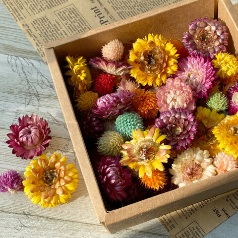 ドライフラワー 楽天市場】瓶入り ドライフラワー アソート クリスマス ミックス