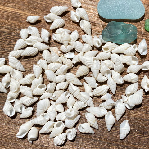 楽天市場】白い巻貝 貝殻 夏 マリン 海 サマー 夏休み 10g Kai-001
