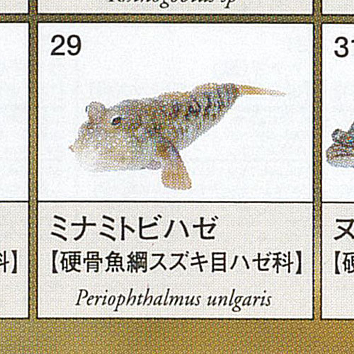 楽天市場】地球生命紀行タラバガニ＆日本近海の魚たち 全7種