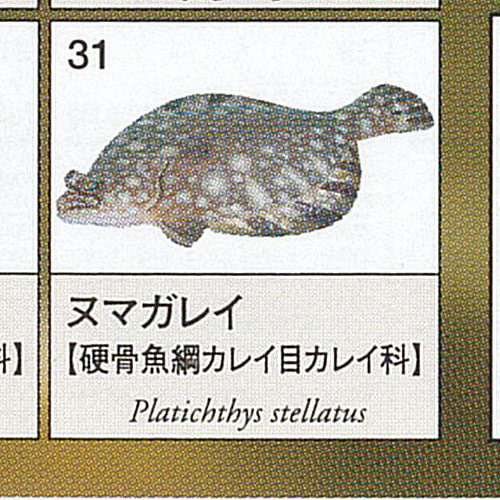 楽天市場】原色図鑑 シリーズ 6 原色淡水魚図鑑 2 14：ミナミトビハゼ