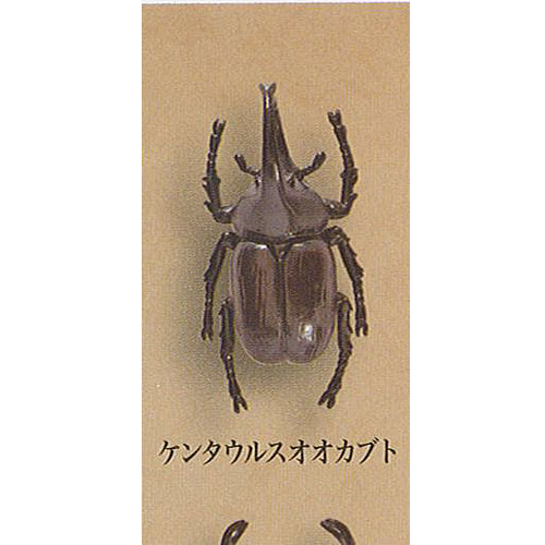 楽天市場 甲虫採集 標本 Wood 6 ケンタウルスオオカブト エール 昆虫 ガチャポン ガチャガチャ ガシャポン 遊you 楽天市場店