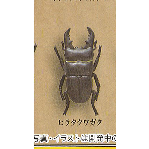 楽天市場 甲虫採集 標本 Wood 8 ヒラタクワガタ エール 昆虫 ガチャポン ガチャガチャ ガシャポン 遊you 楽天市場店