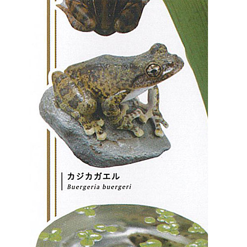 楽天市場】ネイチャーテクニカラー 日本のカエル 特装版 いきもん 【全