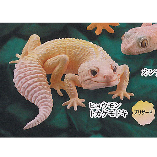 楽天市場】カプセルQ ミュージアム ヤモリ 大全 2 クレステッド