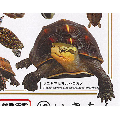 楽天市場】立体カプセル百科事典 原色爬虫類 カメ目 図鑑 6