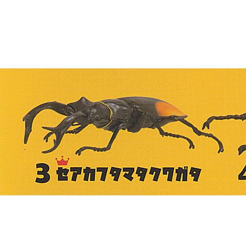 【楽天市場】昆虫王 INSECT KING 3:セアカフタマタクワガタ F-toys ガチャポン ガチャガチャ ガシャポン:遊you 楽天市場店