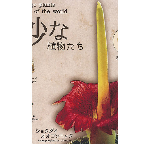 【タンブルウィード】世界の奇妙な植物たち 楽天市場】世界の奇妙な植物たち レインボー 【全7種フルコンプ