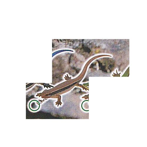 楽天市場】カプセル 奇譚クラブ ネイチャーテクニカラー MONO トカゲ