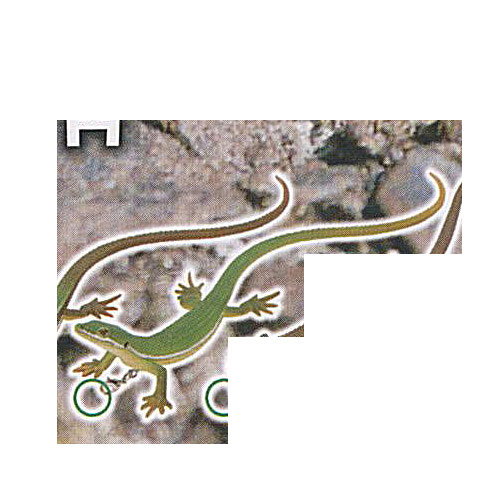 楽天市場】カプセル 奇譚クラブ ネイチャーテクニカラー MONO トカゲ