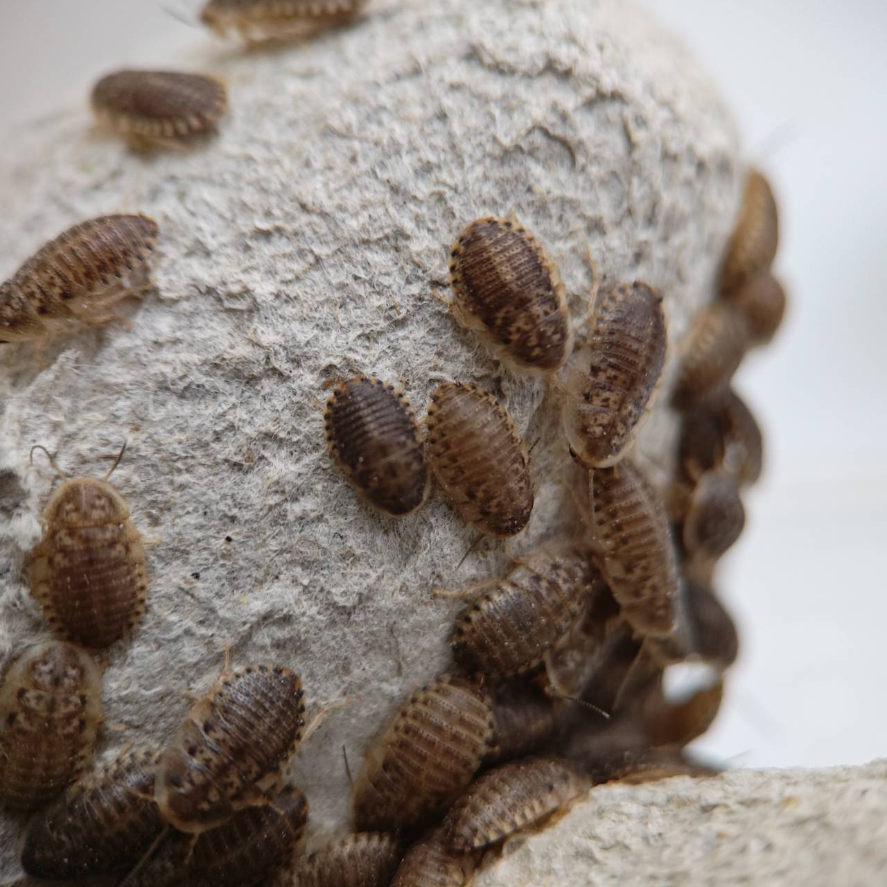 【邑楽ファーム】 活デュビア Sサイズ 約1500匹 13~20mm程度 活餌 爬虫類 両生類｜邑楽ファーム　店 9,009円