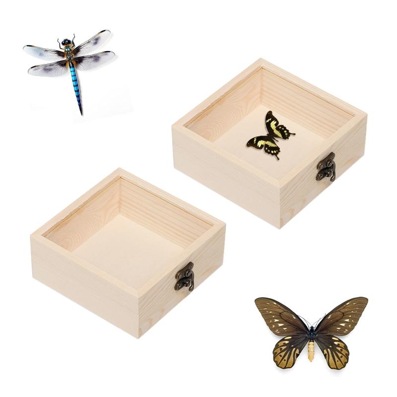 楽天市場】昆虫標本箱 ドイツ箱 モルフォ蝶 コレクション ボックス 蝶
