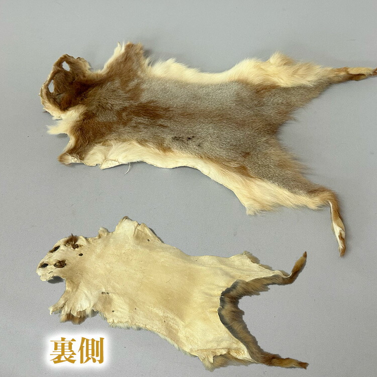 楽天市場】バジャー（アナグマ） 穴あき/アイデアでいろいろな用途に