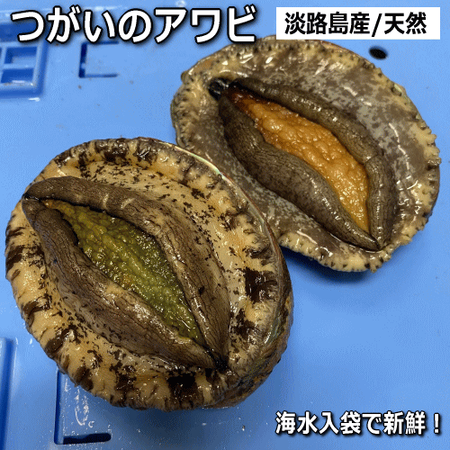 【つがいのアワビ】【夫婦アワビ】淡路産天然あわび<br>赤アワビ1個と黒アワビ1個の合計2個セット<br>（活き アカアワビ・クロアワビ）<br>【楽ギフ_のし】<br>【お中元】【ギフト】【父の日】【母の日】<br>【販売期間：通年】