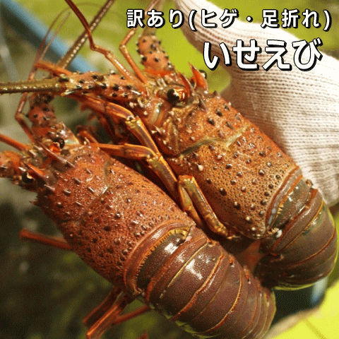 淡路島産天然活いせえび【訳あり→ヒゲ・足折れ】<br>（イセエビ　伊勢海老　いせえび）<br>【お歳暮】【お中元】【のしギフト対応】<br>【販売期間：通年】