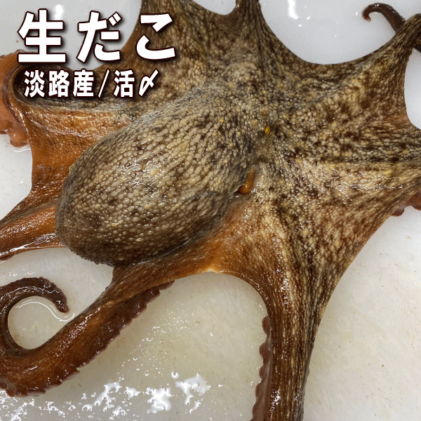 【楽天市場】淡路産生ダコ(マダコ・活〆)1はい(生・活じめ・たこ・活だこ・タコ)【販売期間:11月〜9月中旬】:淡路島発!島のさかな屋 花光
