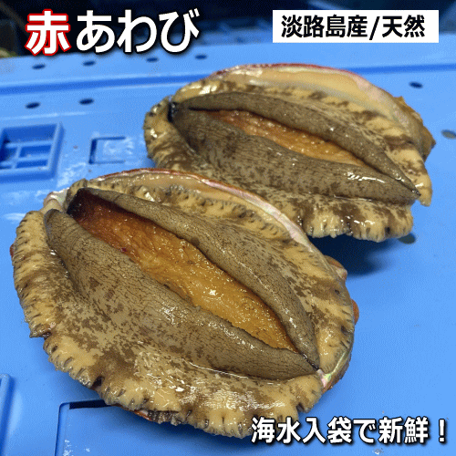 【楽天市場】淡路産天然赤あわび(活)(赤アワビ・アカアワビ)【楽ギフ_のし】【お中元】【ギフト】【販売期間:通年】【父の日】【母の日】:淡路島発!島のさかな屋 花光