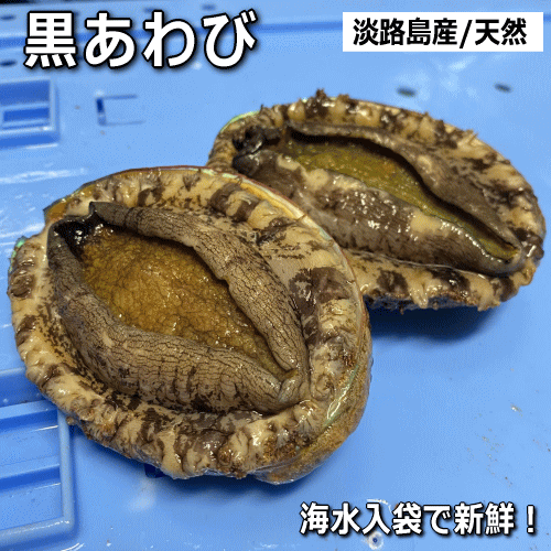 淡路島産天然黒あわび（活)（黒アワビ・クロアワビ）<br>【お中元】【お歳暮】【ギフト】【父の日】【母の日】<br>【販売期間：通年】