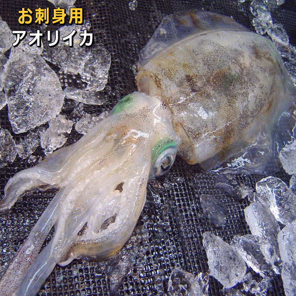 楽天市場】【送料無料】愛知県産 アオリイカ あおりいか いか 1kg