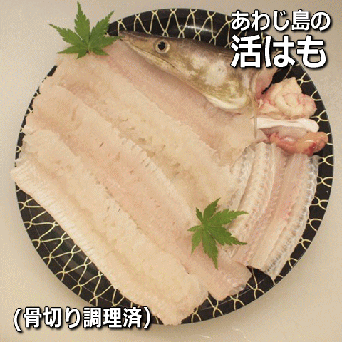 淡路島産 活はも丸ごと1本<br>（鱧・ハモ・はも・生）<br>【お中元】【父の日】【母の日】【ギフト対応】<br>【販売期間：４月～11月】