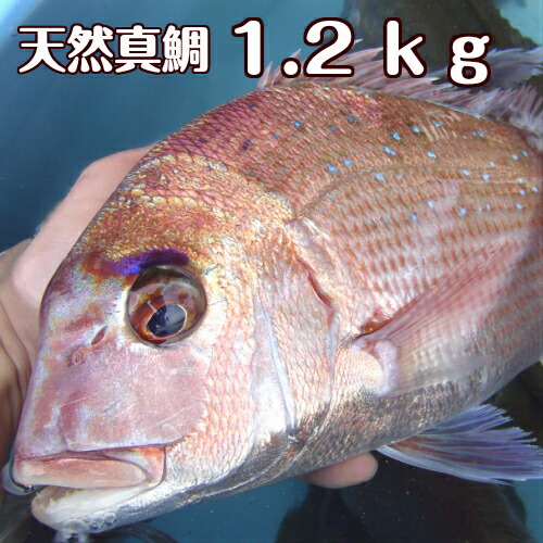 楽天市場 鮮魚 魚類 丸ハゲ 淡路島発 島のさかな屋 花光