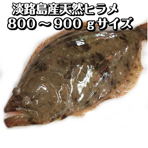 【楽天市場】淡路島産天然ヒラメ1ｋｇ〜1.2ｋｇ1枚（活じめ）【お