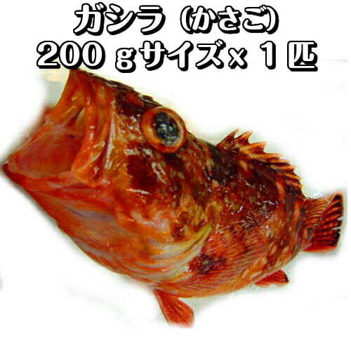 楽天市場 愛媛 カサゴ 150 300gサイズ 2 3匹 500 600g原体分 煮魚 焼魚 揚げ物 下処理済み 冷凍 送料無料 北海道 沖縄 東北は別途送料 宇和海の幸問屋 宇和海の幸問屋