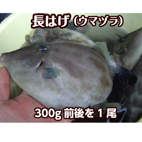 楽天市場 鮮魚 魚類 丸ハゲ 淡路島発 島のさかな屋 花光