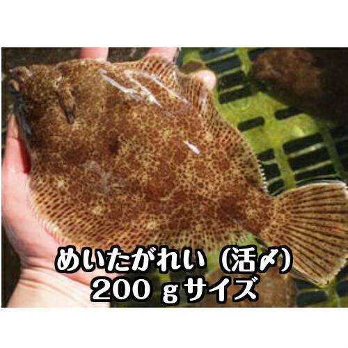淡路島産メイタガレイ（活じめ）1枚約200ｇ（めいた　かれい）お刺身・煮付け・から揚げ用