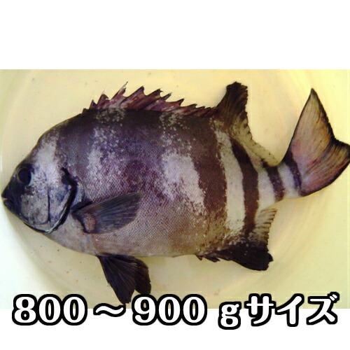 楽天市場 鮮魚 魚類 イシダイ 淡路島発 島のさかな屋 花光