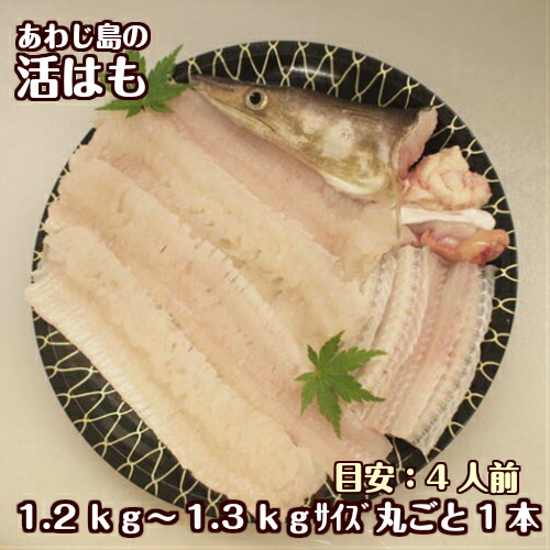 楽天市場 ギフト 鱧 天然活け〆鱧 はも 骨切り 250g 鱧2 3匹分 2人用 送料無料 捌きたて 冷蔵 美味しさ 贈り物 人気 天然 コラーゲン 海鮮 刺身 祝い 骨切り カット済 簡単 湯引き 鱧鍋 鱧天ぷら 鱧吸い物 冷蔵便 祇園祭 料亭 敬老の日