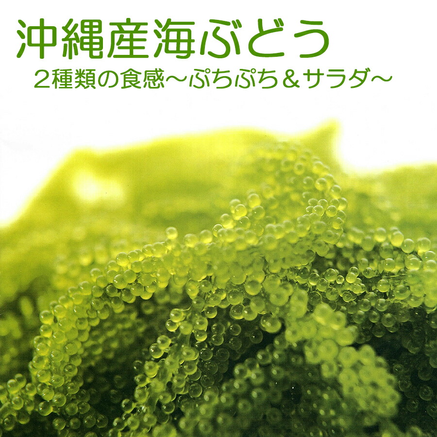 【沖縄県産】生海ぶどう 茎なしたっぷり2kg ‪☆タレ30p付き umibudoyasan_b002